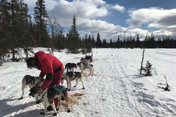 Dogsledding in the Heart of Alaska - Key points before you go