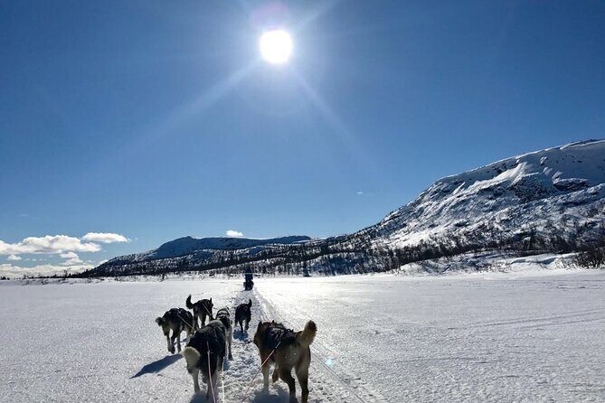 Dogsledding in the Heart of Alaska - Where the mushing lesson actually starts: the dog yard setup