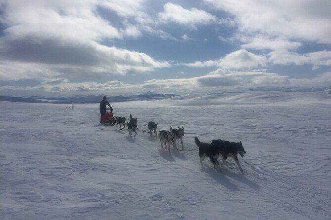 Dogsledding in the Heart of Alaska - Driving your own team on the trail: brakes, uphill help, and commands