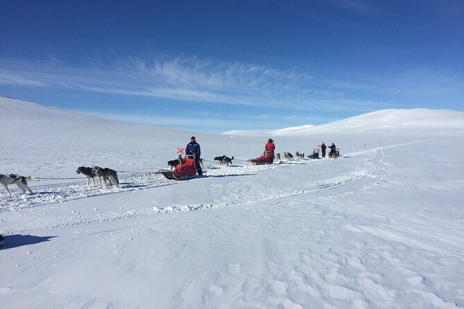 Dogsledding in the Heart of Alaska - Fairbanks riding: rolling hills, strong trail views, and a real winter workout