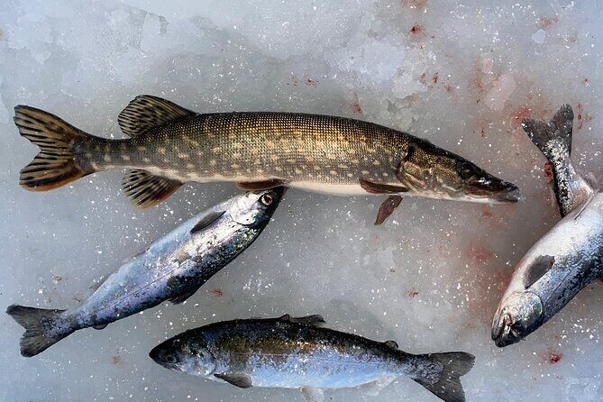 Ice Fishing in Fairbanks - Weather, licenses, and what can affect your plans