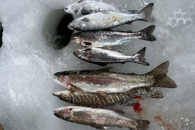 Ice Fishing in Fairbanks - Small group energy: what max 14 means on the ice