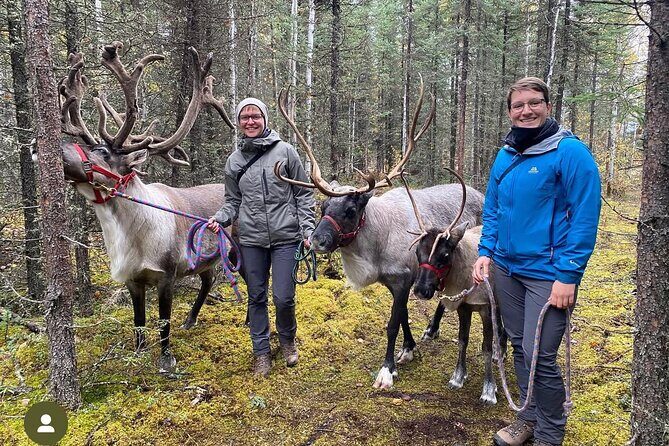 Private Alaskan Reindeer Encounter & Forest Walk - Key Highlights You’ll Care About