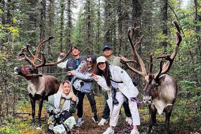 Private Alaskan Reindeer Encounter & Forest Walk - Meeting the Reindeer and Feeding Treats