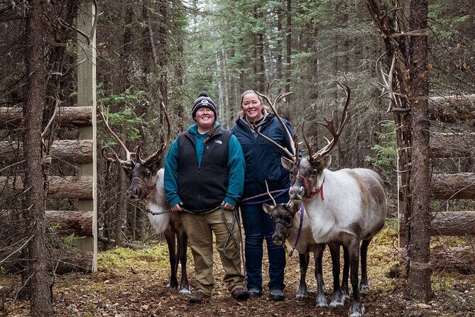 Private Alaskan Reindeer Encounter & Forest Walk - Clip In, Then Walk: How the Forest Section Works