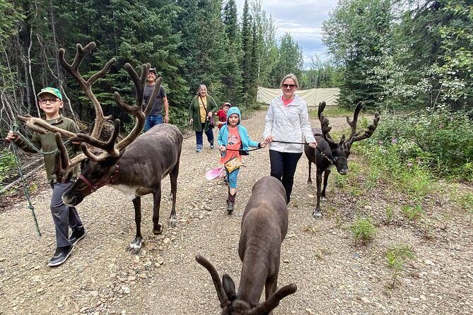 Private Alaskan Reindeer Encounter & Forest Walk - Private Tour Pacing: Customization Is Real Here