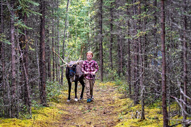 Private Alaskan Reindeer Encounter & Forest Walk - Who This Tour Fits Best