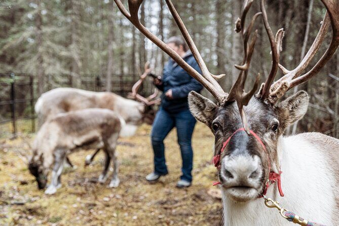 Private Alaskan Reindeer Encounter & Forest Walk - The 15-Minute Yurt Classroom: Why It Matters